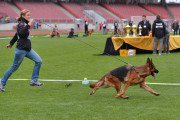 Bundessiegerzuchtschau Nürnberg 2015